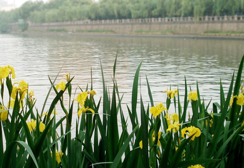 五月的花.jpg